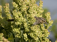 Red winged Blackbird 3734